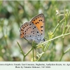 lycaena alciphron agvali female